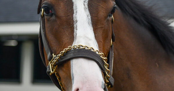 how to retire horses on pocket stables